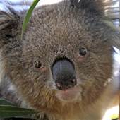 Shoalhaven Zoo