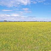 Meadows - Narrabri Area