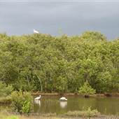 Kooragang Wetlands - Hunter Wetlands National Park