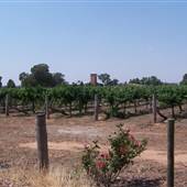 Mulligan Wongara Vineyard