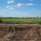 Rice field near Griffith