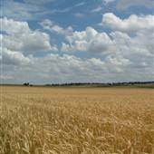 Wheat Crop, near Cowra
