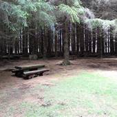 The Firs Picnic Area - Stewarts Brook State Forest