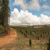 Jenolan State Forest - Logged Area