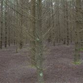 Douglas Fir Stand - Vulcan State Forest