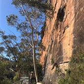 Centennial Glen Walking Track