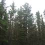 Armidale Pine Forest