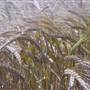 Barley Crops