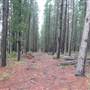 Belanglo State Forest