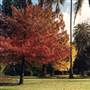 Albury