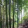 Bellinger Valley