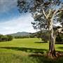 Bellinger Valley