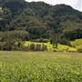 Bellinger Valley