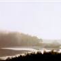Bluebell Wood - Tilba Tilba