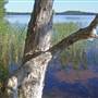 Northern Broadwater Picnic Area
