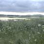 Dangars Lagoon & Racecourse Lagoon