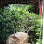 Chinese Garden of Friendship - Darling Harbour