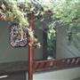 Chinese Garden of Friendship - Darling Harbour