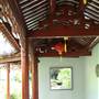 Chinese Garden of Friendship - Darling Harbour