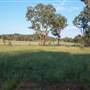 Coonabarabran Jockey Club
