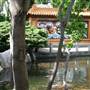 Chinese Garden of Friendship - Darling Harbour