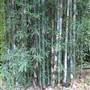 Bamboo Wholesale