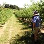 Daydawn Orchard