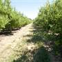 Daydawn Orchard