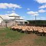 Deeargee Woolshed