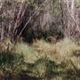 Deep Creek Reserve