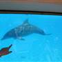 Dolphin Marine Magic