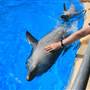 Dolphin Marine Magic