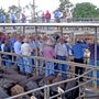 Dubbo Saleyards