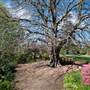 Lady Fairfax Gardens