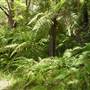 Lane Cove National Park