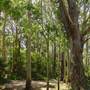 Lane Cove National Park