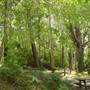 Lane Cove National Park