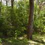 Lane Cove National Park