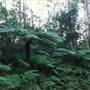Barrington Tops National Park