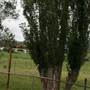 Berry Area Farms