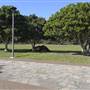 Glebe Foreshore Parks
