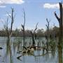 Gum Swamp & Bird Hide