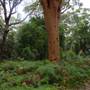 Bonnie Vale Campground - Royal National Park