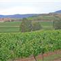 Broke vineyards