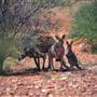 Broken Hill Area (Inc. Silverton)
