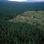 Buccleuch Radiata Pine Plantations - Tumut State Forest