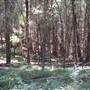 Canobolas State Forest / Recreation Area