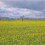 Canola Field