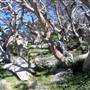 Charlotte Pass