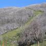 Charlotte Pass